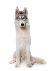 gray siberian husky