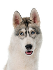 Obraz premium gray siberian husky
