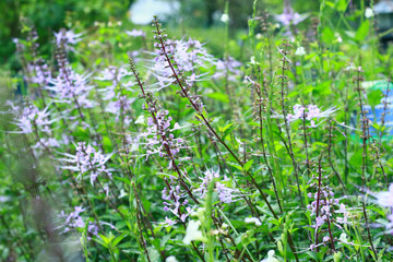 Orthosiphon aristatus plant or cat´s whiskers. Medicinal herb.