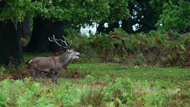 Red deer in the natural environment during rut time, wildlife, wild animal, close up, 4k, Cervus elaphus