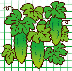 ゴーヤのカーテン