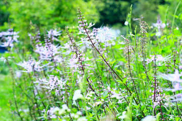 Fototapeta premium Orthosiphon aristatus plant or cat´s whiskers. Medicinal herb.