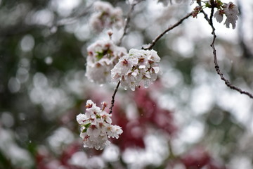 Obraz premium 桜と雪