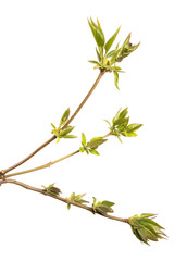 Lilac bush branch with green leaves on an isolated white background. Sprout