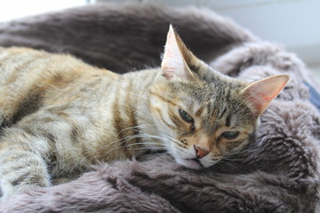 Cute fluffy cat with green eyes lies on a soft blanket on a couch.