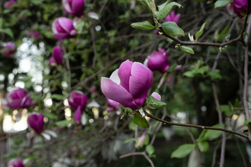 Pink magnolia blossom tree flowers, closeup of one flower