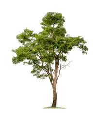 Tree isolated on white background
