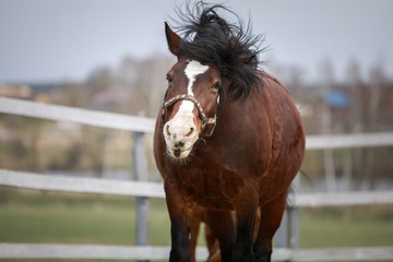 portrait of old draft mare horse shaking head in wooden paddock in spring daytime