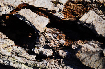 Bark texture background pattern crack old brown for design