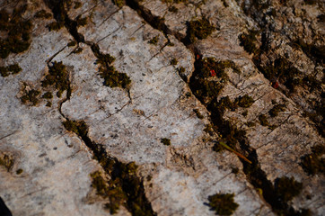 Bark texture background pattern crack old brown for design