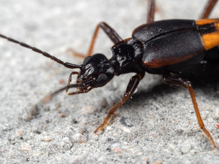 Macro Photo of Earwig on The Floor