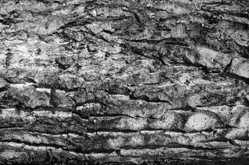 Bark texture background pattern crack old brown for design