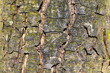 Bark texture background pattern crack old brown for design