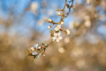 A branch of plum blossoms, white flowers in spring, the plum tree in bloom