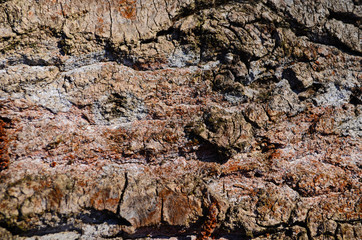 Bark texture background pattern crack old brown for design