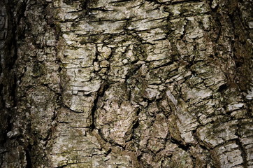 Bark texture background pattern crack old brown for design