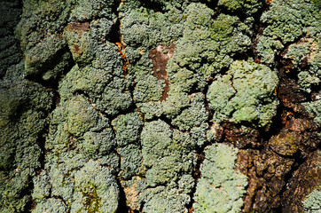Bark texture background pattern crack old brown for design