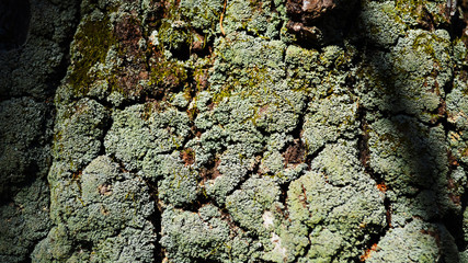 Bark texture background pattern crack old brown for design