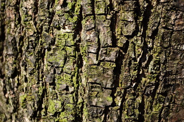 Bark texture background pattern crack old brown for design