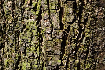 Bark texture background pattern crack old brown for design