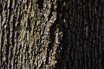 Bark texture background pattern crack old brown for design