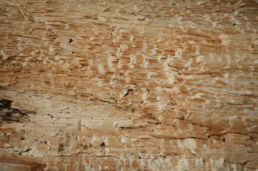 Bark texture background pattern crack old brown for design