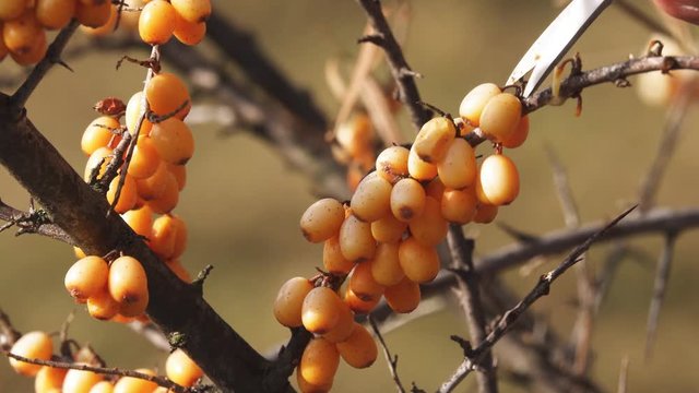 Collection of small berries sea-buckthorn Hippophae rhamnoides full of vitamin C
