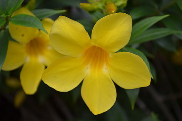Obraz premium yellow flowers of a tropical flower