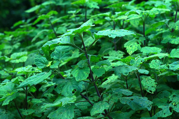 Nilam plant or Pogostemon cablin in the garden.