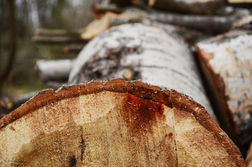 Bark texture background pattern crack old brown for design