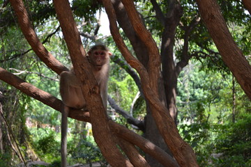 monkey on a tree