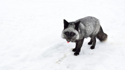 Naklejka premium Black fox runs in the snow