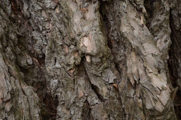 Bark texture background pattern crack old brown for design