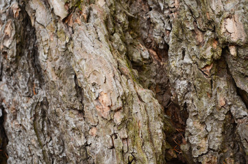 Bark texture background pattern crack old brown for design