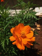 orange flower in the garden