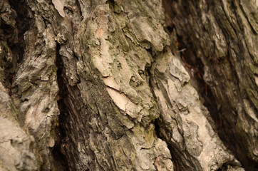 Bark texture background pattern crack old brown for design