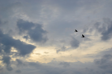 birds in the sky