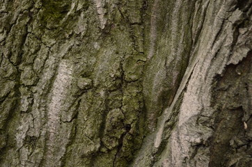 Bark texture background pattern crack old brown for design