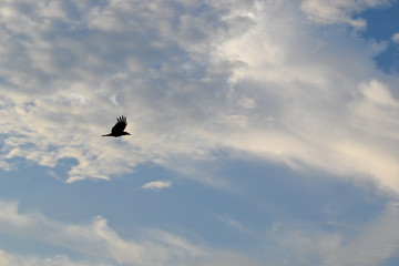 bird in flight