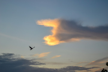 bird in the sunset
