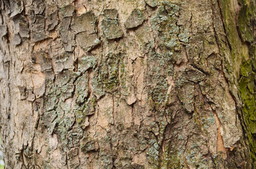 Bark texture background pattern crack old brown for design