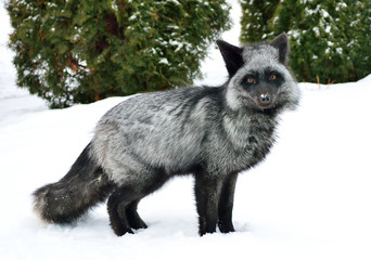 Black fox in a beautiful color in winter