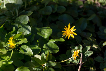 First spring yellow flowers with 8 petals and green shiny round leaves - fig buttercup ot ficaria verna. Floral spring background