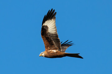 Rotmilan (milvus milvus) in der Luft vor blauem Himmel Portrait aufgenommen in Deutschland, Mecklenburg Vorpommern