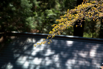 玉置神社 © こう