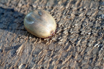 A dangerous parasite and infection carrier mite