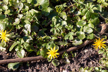 First spring yellow flowers with 8 petals and green shiny round leaves - fig buttercup ot ficaria verna. Floral spring background