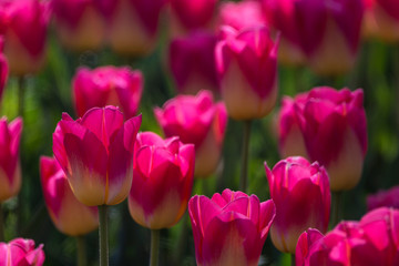 Obraz premium Tulips