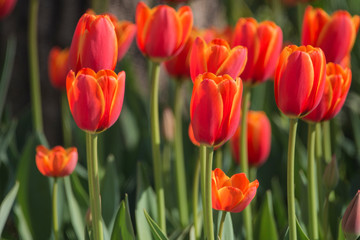 Tulips