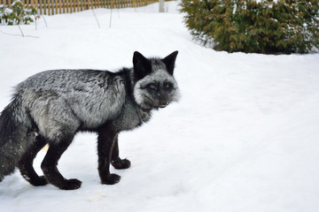 Black fox in a beautiful color in winter